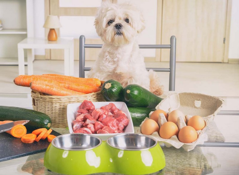 BARF surova hrane za pse in njene prednosti